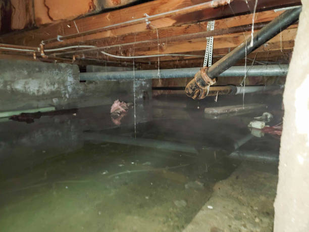 Best Water damage restoration near me  in Central City, NE